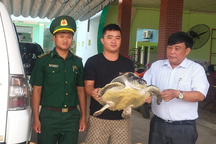 Đồi mồi dứa quý hiếm nặng 13kg mắc lưới, được người dân giải cứu