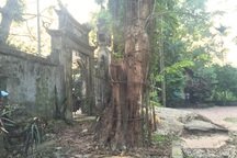 Hà Nội đồng ý cho người dân bán “cây sưa trăm tỷ”