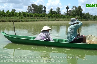 Sống khỏe nhờ nuôi cá chạch lấu và cá heo đuôi đỏ trong ao đất