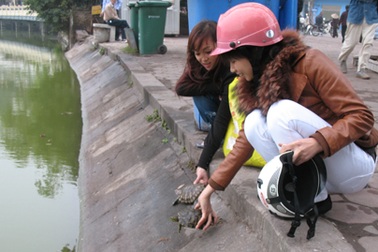 Chuyên gia muốn tận diệt, doanh nhân xin mua rùa tai đỏ