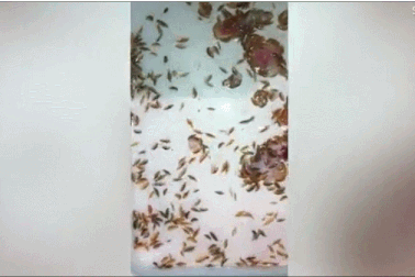 Loài sinh vật bí ẩn cắn người khiến máu chảy dữ dội không ngừng