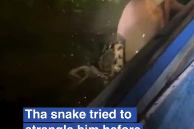 Hướng dẫn viên du lịch bị con trăn dài 6m kéo xuống nước, siết chặt vào cổ