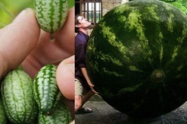 Khám phá phiên bản "khổng lồ - tí hon" trong thế giới rau củ quả