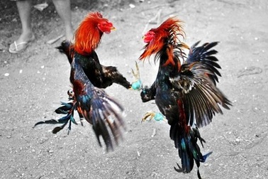 Đầu xuân đá gà ăn tiền có bị coi là hành vi đánh bạc?