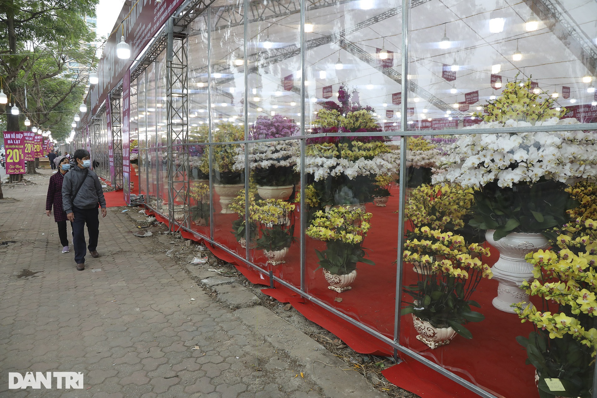 Nhộn nhịp người mua sắm tại chợ hoa tết đường Lạc Long Quân - 7 Nhộn nhịp người mua sắm tại chợ hoa tết đường Lạc Long Quân - 7