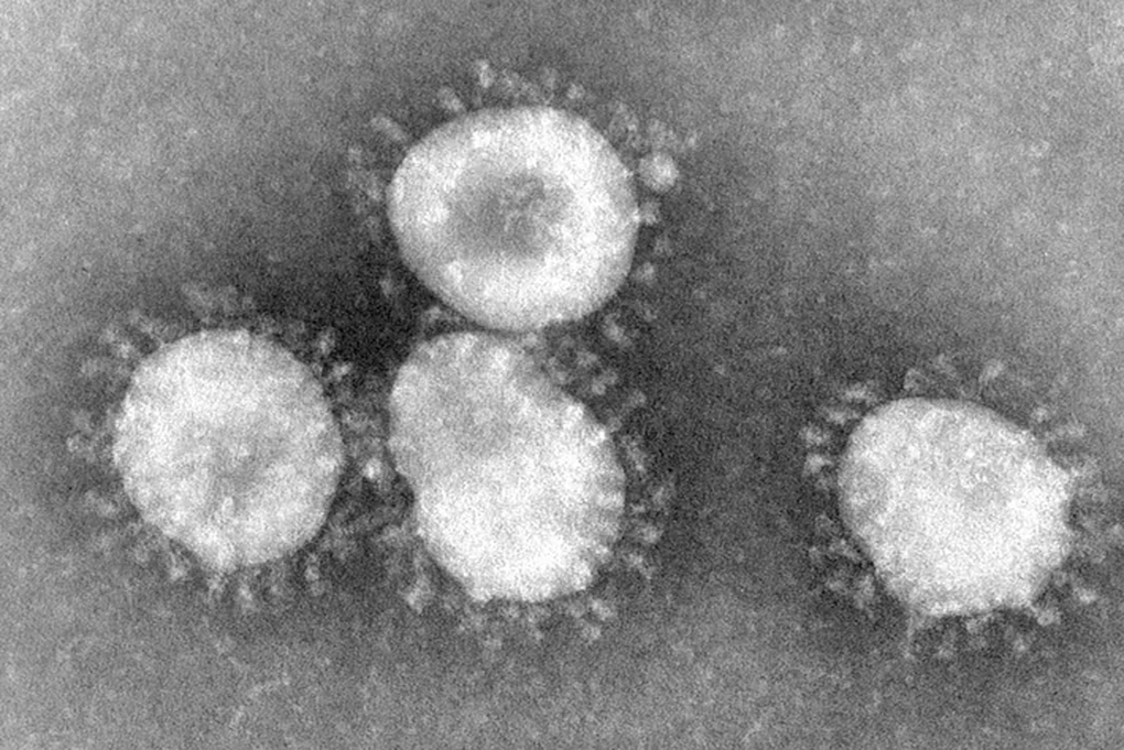 Nữ nhà khoa học đầu tiên phát hiện ra virus corona cách đây nửa thế kỷ - 2