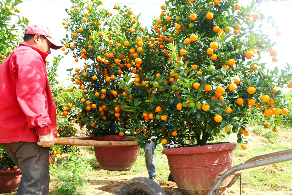 “Thủ phủ” quất cảnh Hội An rộn ràng xuống phố - 5 “Thủ phủ” quất cảnh Hội An rộn ràng xuống phố - 5