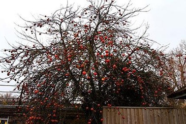 Cây táo trĩu quả trong mùa đông giá rét