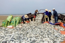 Trúng mẻ cá trích chính vụ, ngư dân thu cả chục triệu đồng/ngày