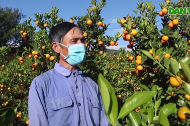 Vườn quất trên cao nguyên của lão nông U60