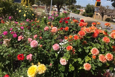 Vợ chồng Việt biến sân 60m2 tại Úc thành "công viên hoa hồng" ấn tượng