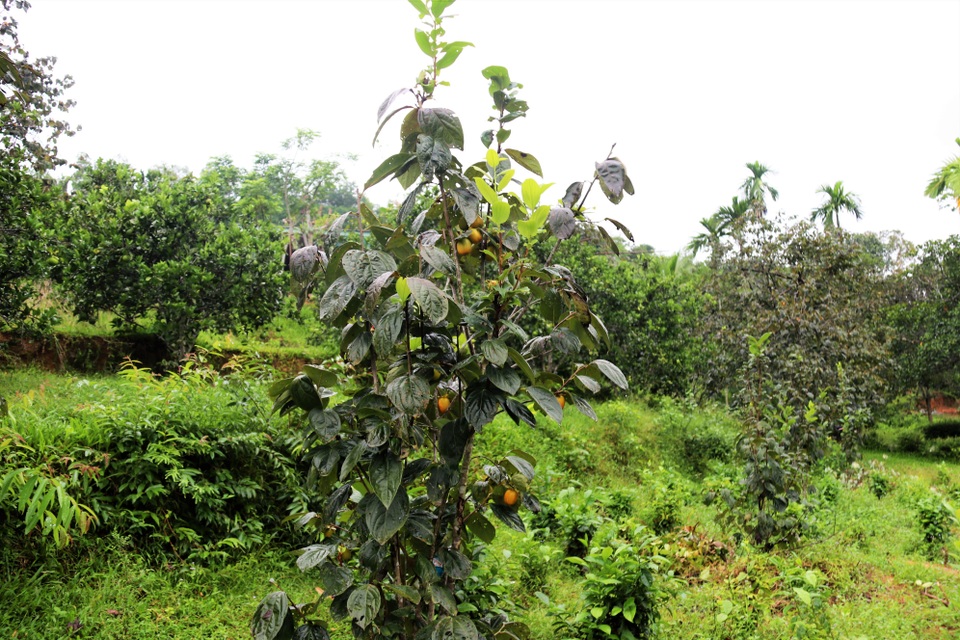 Hà Tĩnh: Hồng Yên Du được mùa, người dân phấn khởi “đếm quả, lấy tiền” - 3 Hà Tĩnh: Hồng Yên Du được mùa, người dân phấn khởi “đếm quả, lấy tiền” - 3