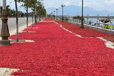 Thương lái ngừng mua, ớt ế nhuộm đỏ đường, nông dân lại lao đao