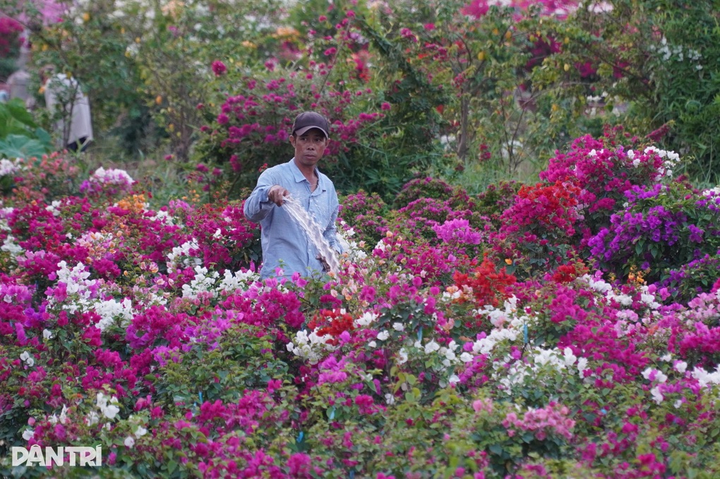 Chủ vườn hoa giấy sốc khi cả mùa Tết không ai hỏi mua - 3 Chủ vườn hoa giấy sốc khi cả mùa Tết không ai hỏi mua - 3