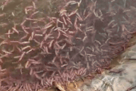 Loại đặc sản con "nhung nhúc, béo tròn" tới mùa mới được ăn ở Hải Phòng