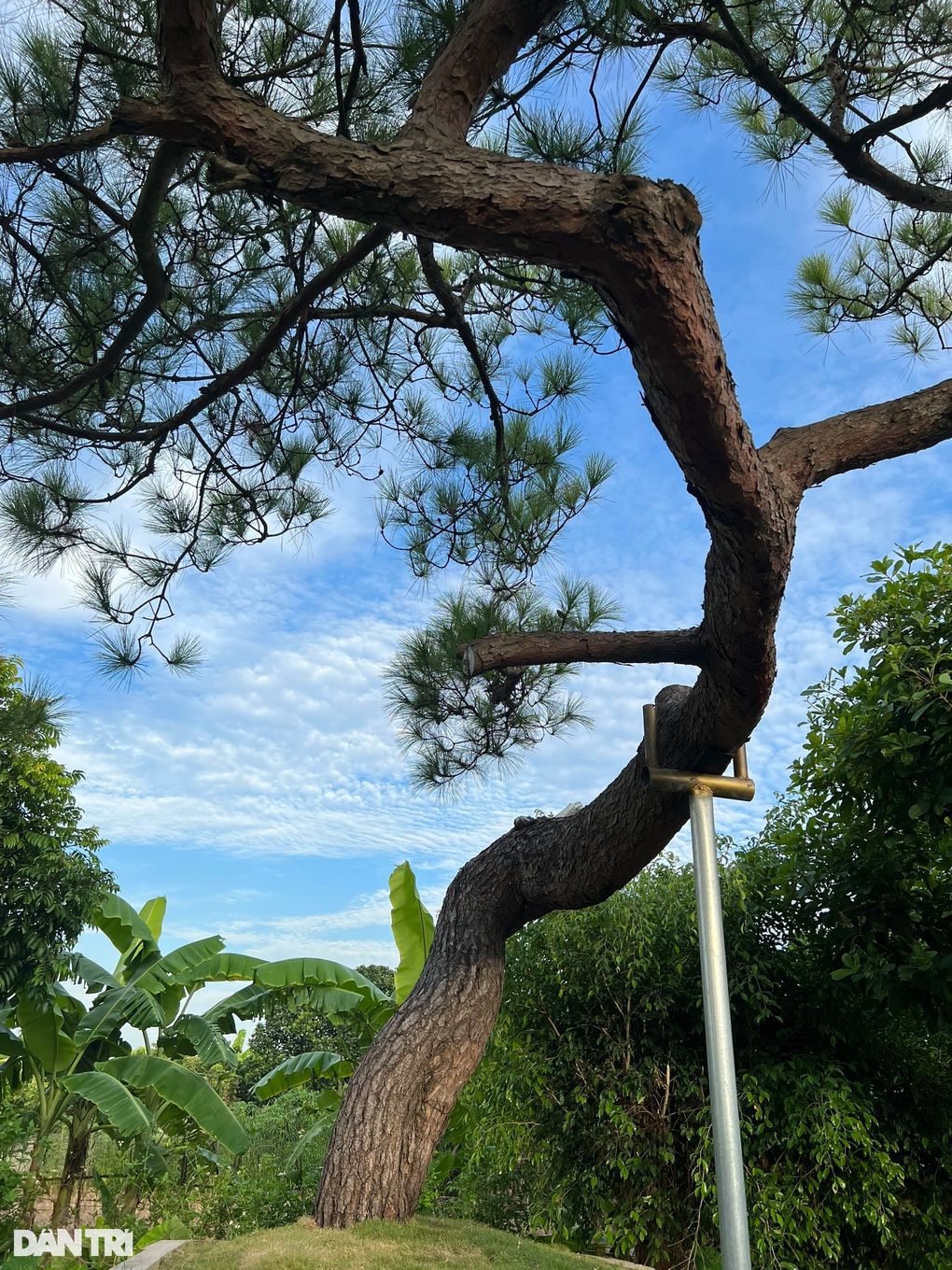 Người đàn ông Hải Dương sở hữu cây thông quý, được trả cả tỷ đồng không bán - 3