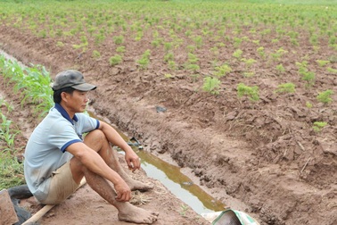Sóc Trăng: Nông dân “dở khóc dở cười” vì nghe lời doanh nghiệp trồng cây đinh lăng