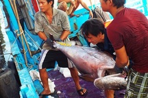 Cá ngừ đại dương “lênh đênh” vì mất mùa 