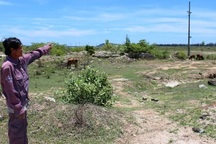 Dự án thép "khủng" 4,5 tỷ USD thành bãi... chăn bò!