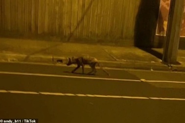 Người dân hoảng hốt khi thấy sinh vật lạ xuất hiện trên đường phố Australia