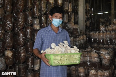 Kiếm tiền tỷ nhờ câu chuyện đi tìm nấm chữa bệnh cho bố