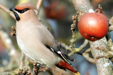 Chuyện lạ: Chim “say sưa” làm loạn trên phố