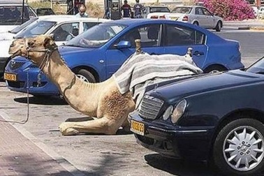 Cảnh “lạ” ở bãi đậu xe