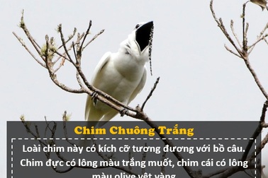 Loài chim “ồn ào” nhất thế giới: Tiếng kêu lớn hơn nhạc Rock, gây hại cho tai người