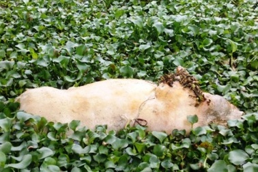 Hàng loạt lợn chết trôi nổi trên sông