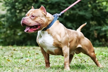 Bộ Nông nghiệp nói gì về đề xuất cấm nuôi chó pitbull?
