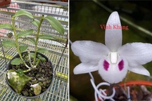 Thương vụ lan đột biến 200 tỷ đồng chấn động dân chơi đất Việt