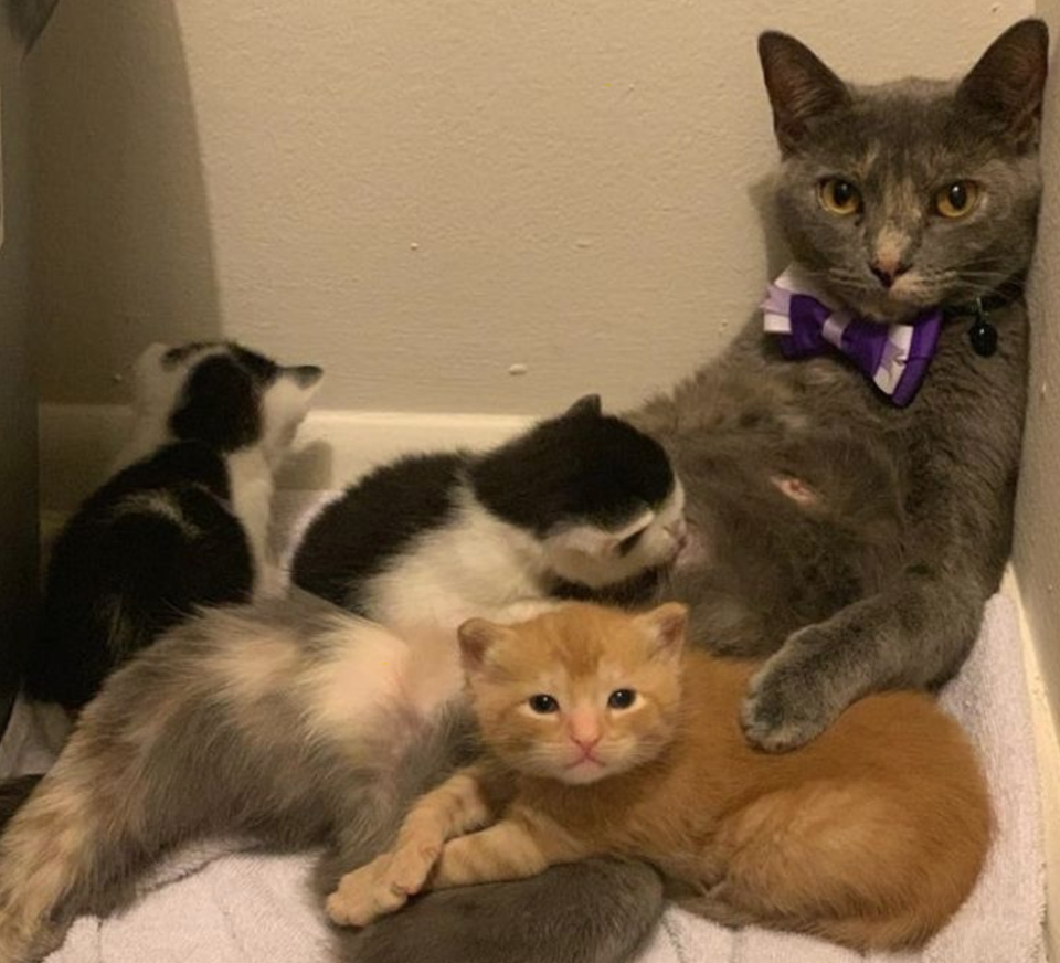 Không gì sánh bằng tình yêu của mẹ - 8