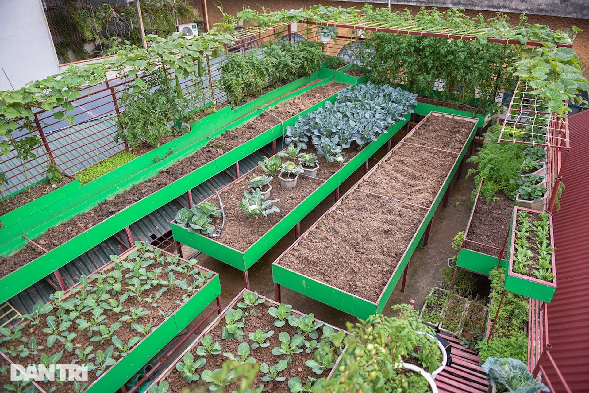 Ông bố ở Hà Nội chi 200 triệu đồng mang 10 tấn đất làm vườn sân thượng - 3 Ông bố ở Hà Nội chi 200 triệu đồng mang 10 tấn đất làm vườn sân thượng - 3