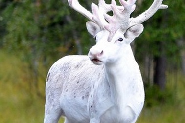 Chụp được hình ảnh tuần lộc bạch tạng cực kỳ quý hiếm