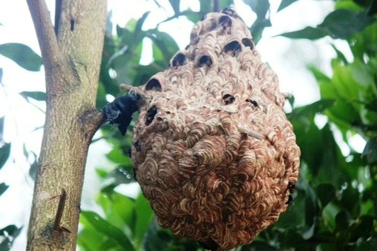 Chơi với ong vò vẽ, thu hàng chục triệu đồng - 5 Chơi với ong vò vẽ, thu hàng chục triệu đồng - 5