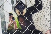 Hai anh em vướng lao lý vì mua vượn quý hiếm về làm cảnh