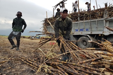 Khốn đốn vì mía cháy hàng loạt, nằm phơi nắng trên đồng