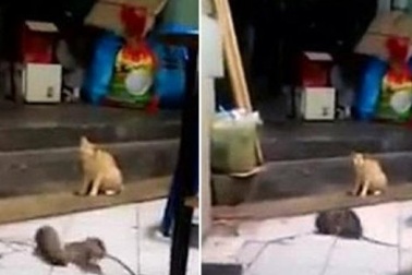 Video: Mèo sợ khiếp vía khi thấy chuột đánh nhau