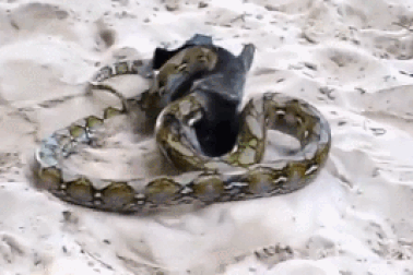 Cuộc chiến sống còn giữa dơi với trăn và cái kết bất ngờ