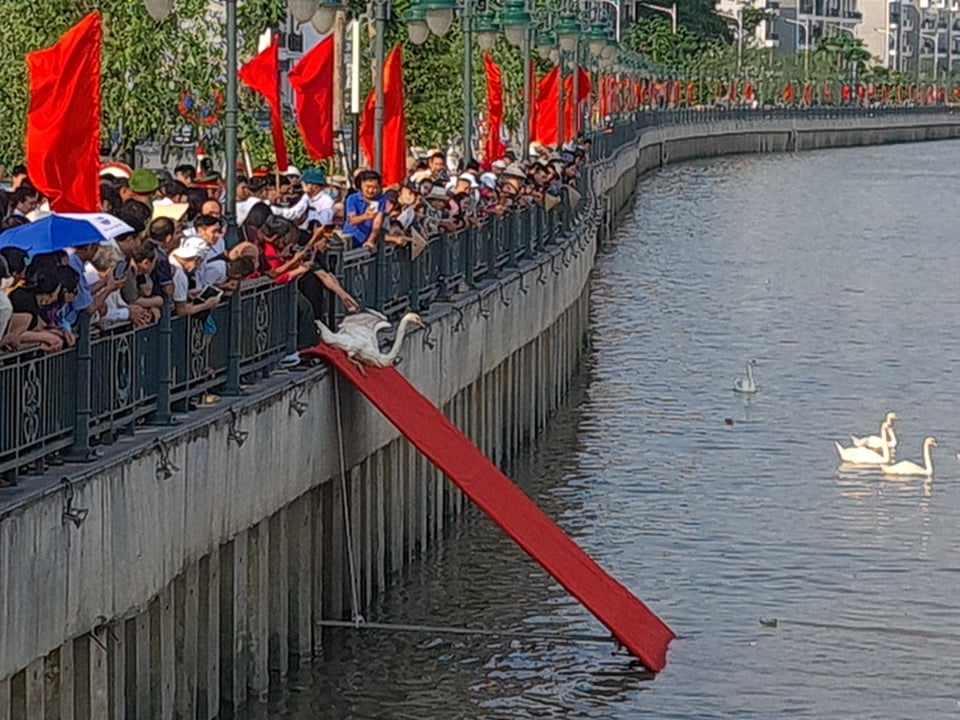 Người dân đổ xô ngắm 65 đôi thiên nga mới thả thêm xuống sông Tam Bạc - 4 Người dân đổ xô ngắm 65 đôi thiên nga mới thả thêm xuống sông Tam Bạc - 4
