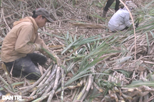 Nông dân đi chặt mía thuê, kiếm nửa triệu đồng mỗi ngày