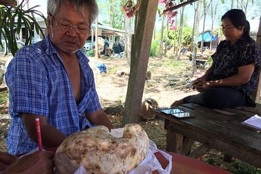 Vui tay ngồi nạo “khối lạ lùng”, người đàn ông tiếc ngẩn ngơ vì không biết đó là báu vật