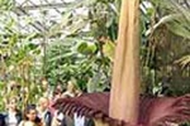 “Bông hoa tử thi” cao 2,74m