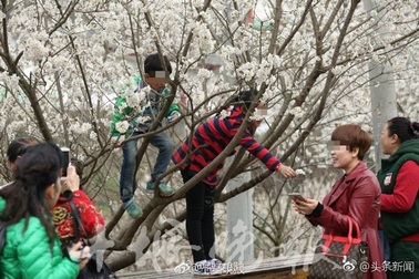 Bất chấp lệnh phạt, khách Trung Quốc vẫn vô tư trèo cây ngắt hoa chụp ảnh