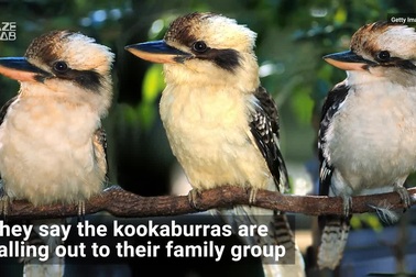 Loài chim kỳ lạ hót như tiếng người cười