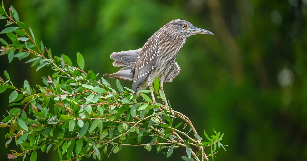 View - Tổ ấm đặc biệt của các loài chim ở vùng Bảy Núi An Giang | Báo Dân trí