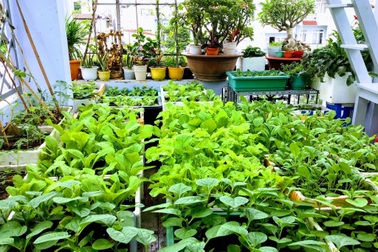 Vườn xanh mướt trên sân thượng giúp truyền cảm hứng... viết trăm bài thơ