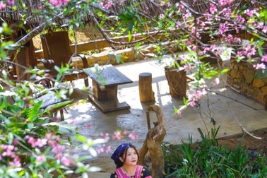 Sơn La đề nghị Thủ tướng cho phép truy xuất nguồn gốc cây đào