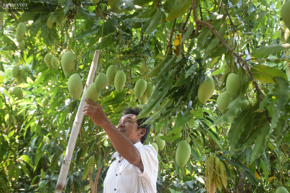 Trồng xoài trên đất toàn cát, ông nông dân lãi nửa tỷ đồng - 3 Trồng xoài trên đất toàn cát, ông nông dân lãi nửa tỷ đồng - 3