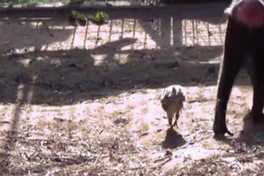 Video: Khỉ suốt ngày đi theo gà để chăm bẵm, ấp iu